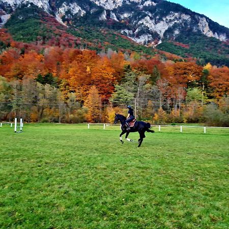 Appartement Muehle In Der Pferdewelt Reichenau Extérieur photo